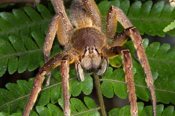 Бразильский блуждающий паук животные, природа, смерть, яды