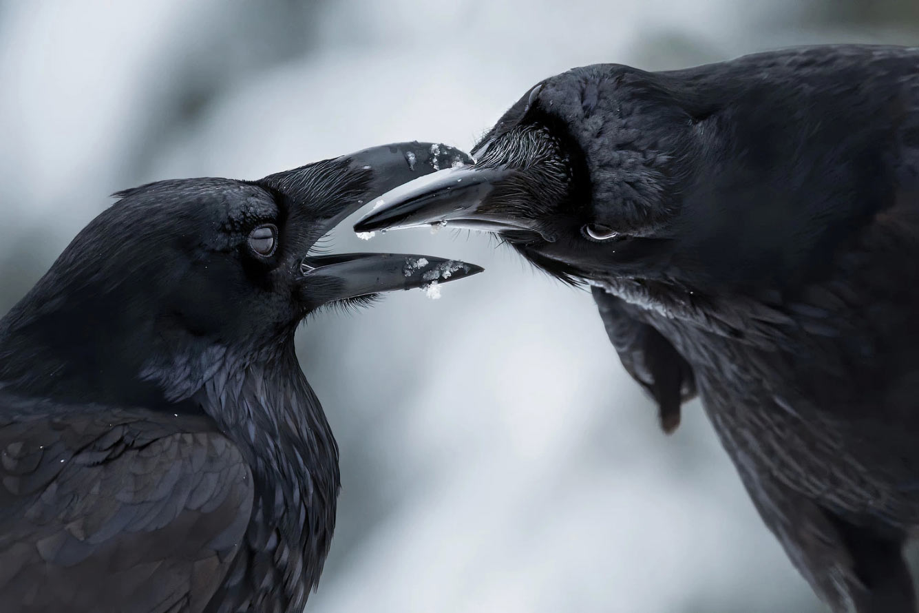 Победители Wildlife Photographer of the Year 2021 Wildlife, Photographer, видов, Подборка, Название, преимущественно, распространённых, Насчитывают, другому, относится, гаррупы, каменных, окуней, области, семейства, лучепёрых, YearГруперы, Lafuente, Javier, ландшафта