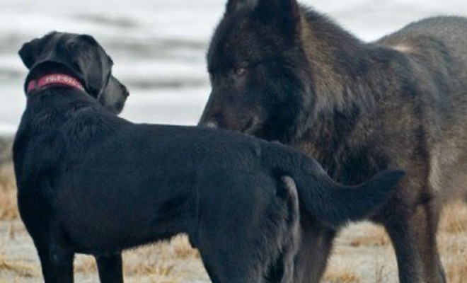 Огромный волк подошел к собаке вплотную: хозяин мог лишь смотреть