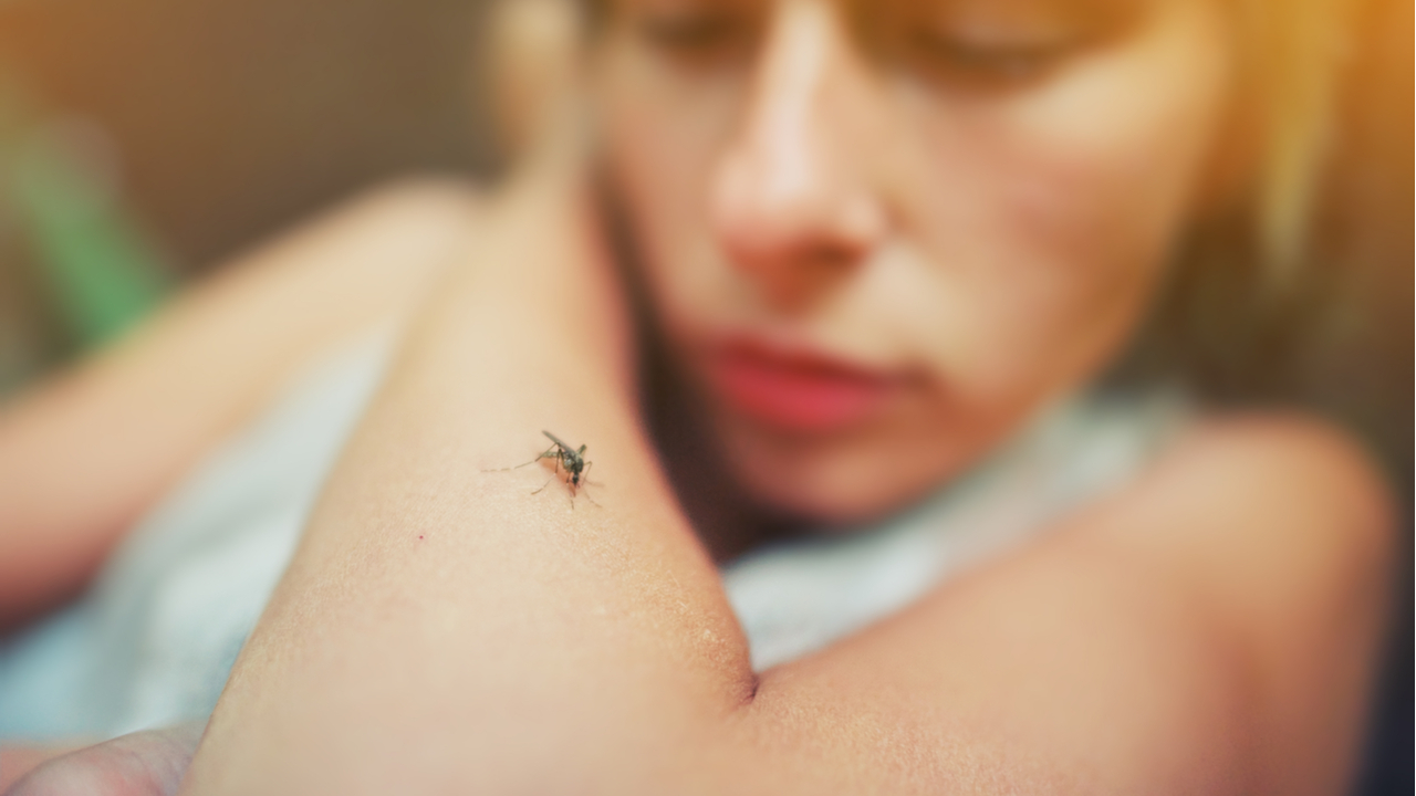 Терапевт пообещала много комаров и рассказала, кому следует их бояться