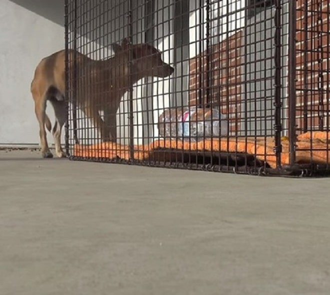 Пес заходит в клетку