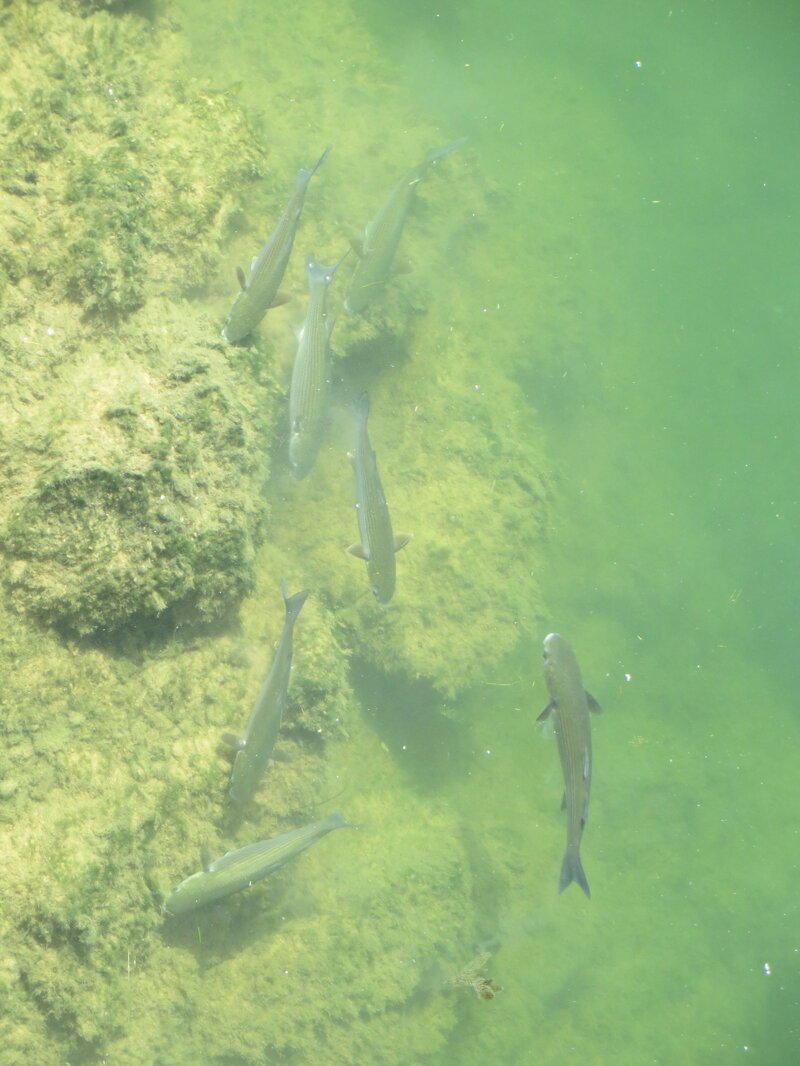 Река Эбро и её обитатели Река Эбро и её обитатели Испания,отдых,путешествие,река Эбро,самостоятельные путешествия,туризм