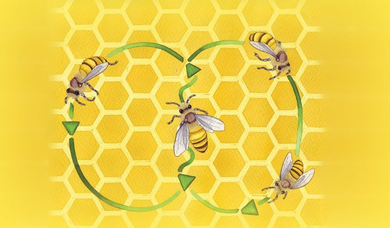 6. Танец пчёл животные, насекомые, пчёлы, факты
