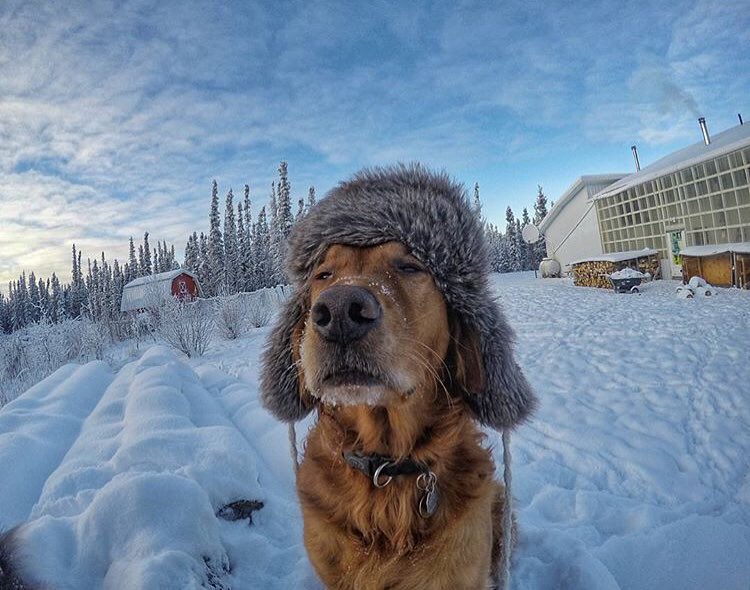 Прикольные фотографии животных полные позитива