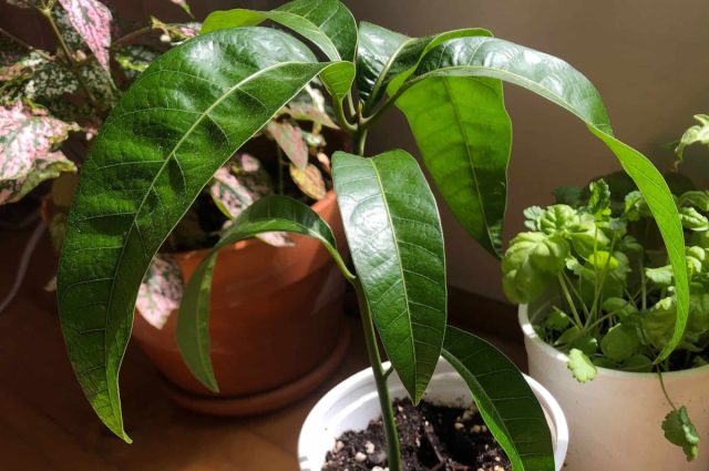 Как посадить косточку манго и успешно вырастить ее за 5 шагов комнатные растения,садоводство
