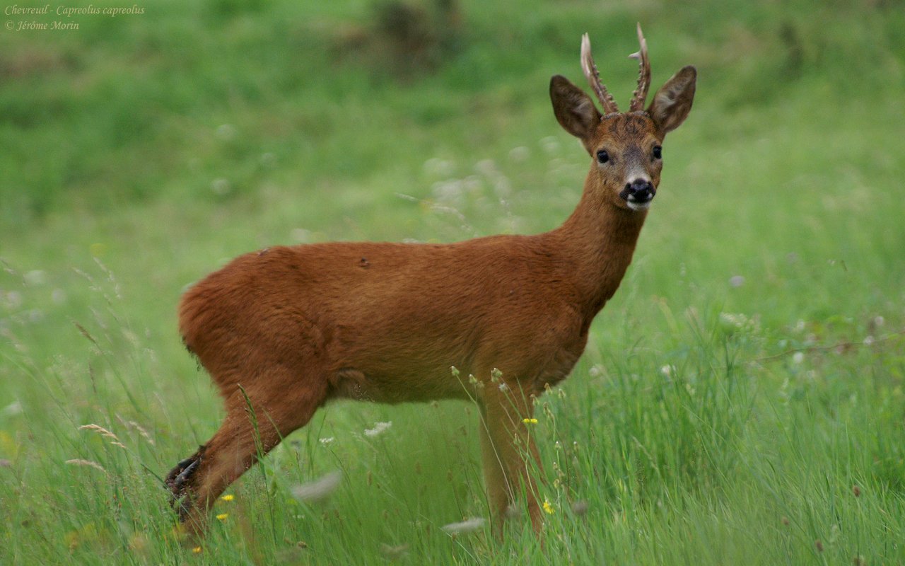 Косуля животное. Европейская косуля (capreolus capreolus). Косуля Сибирская (capreolus pygargus Pall.). Сычуаньская косуля. Косуля в субтропиках.