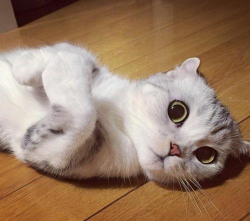 Очаровательная кошка Хана с большими глазами