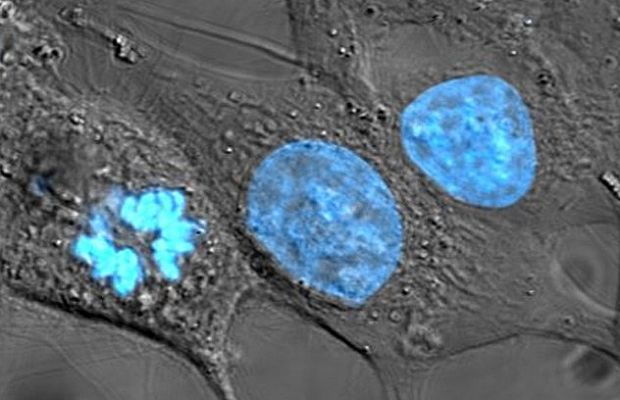 Небольшая мутация генов, произошедшая 800 миллионов лет назад, привела к образованию многоклеточных организмов. Учёные обнаружили и исследовали древнюю молекулу GK-PID, «молекулярный карабин», собирающий хромосомы и закрепляющий их на внутренней стенке мембраны во время деления — это снижает шанс клеток стать раковыми. Некогда GK-PID так себя не вела, процесс запустила уже упомянутая мутация, позволившая клетке доброкачественно скопировать саму себя.