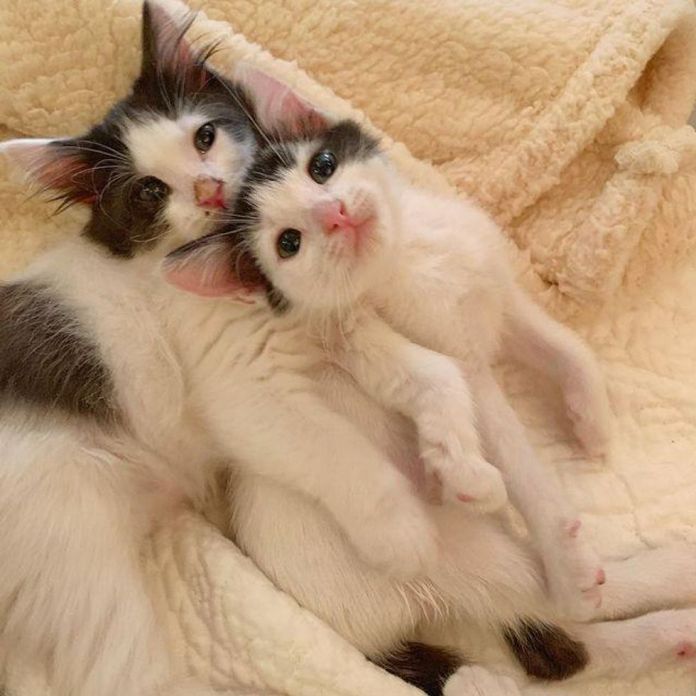 Без кота и жизнь не та