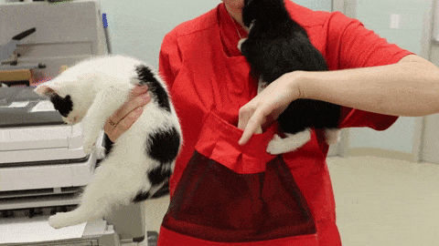животные, изобретение, коты