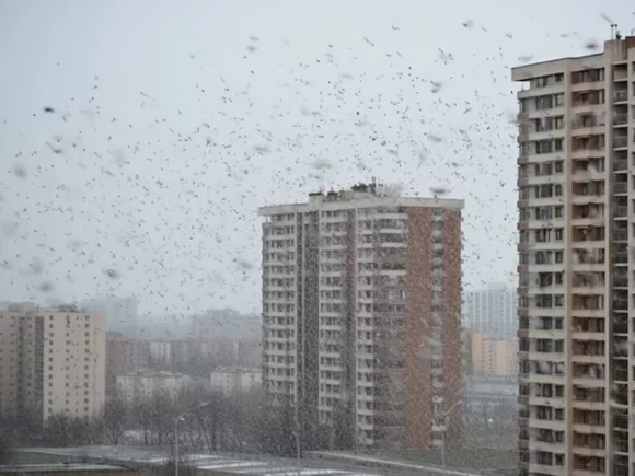 В Москве ветрено и мокрый снег, но тепло