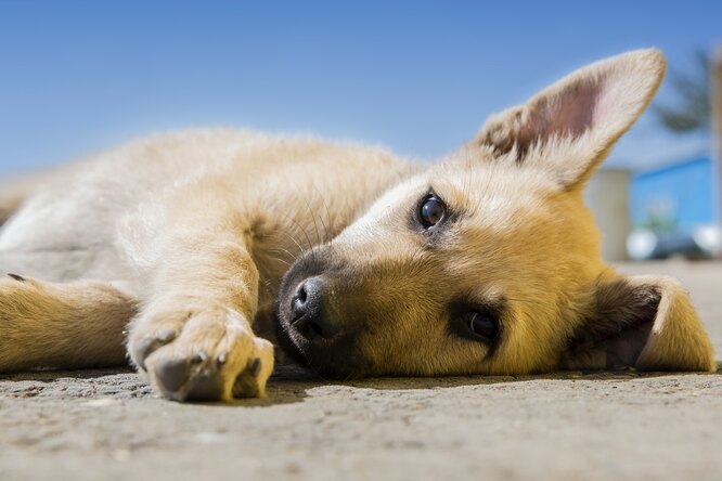 Человек испытывает к собакам больше сочувствия, чем к людям. Но почему?