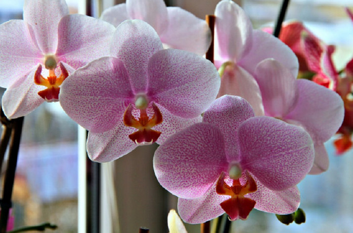 Жизнь рядом с орхидеями: цветы, которые умеют обижаться и источать благодарность!