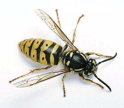 Интересные факты о насекомых. Удивительные насекомые
