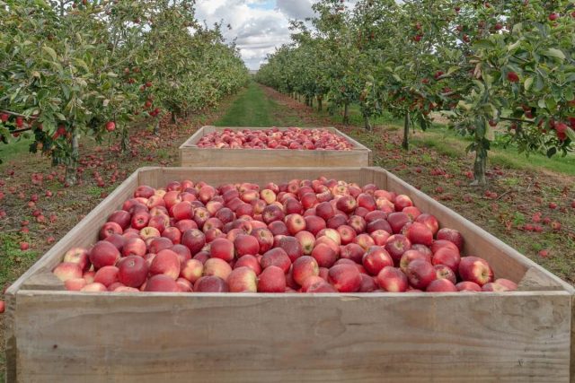 5 секретов длительного хранения яблок яблоки, яблок, хранения, стоит, можно, только, лучше, плодов, урожая, сохранить, сорта, нужно, ящики, сбора, легко, самый, хранение, Яблоки, сразу, прохладное
