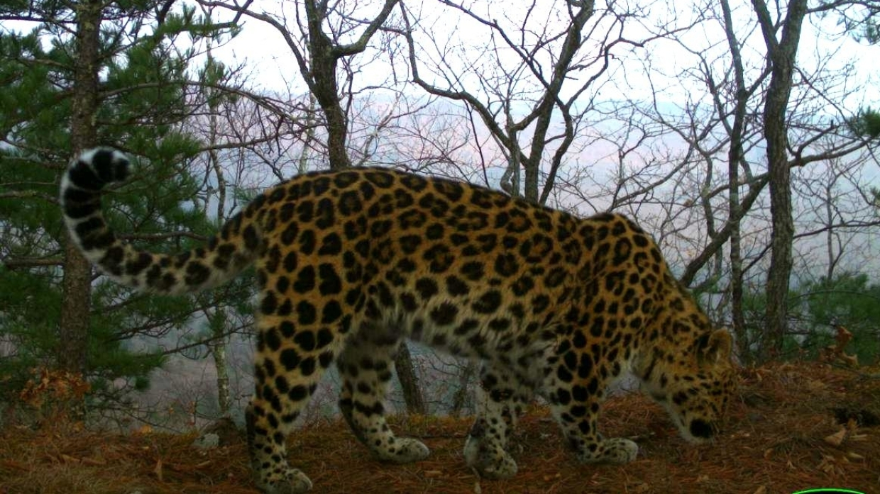 В Минприроды подтвердили гибель редкого леопарда в Кавказском заповеднике