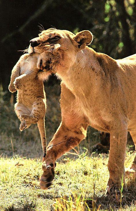 Материнская забота  красивые фотографии,фото приколы