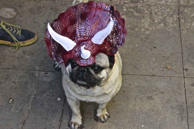 Головной убор для мопса алкоголь, опьянение, покупка