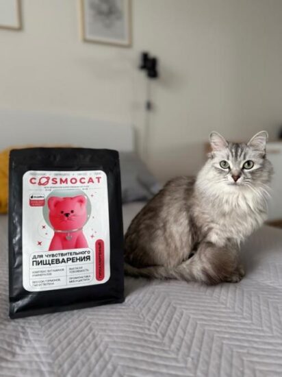 А вы знали, что переедание – главная причина ожирения у домашних животных