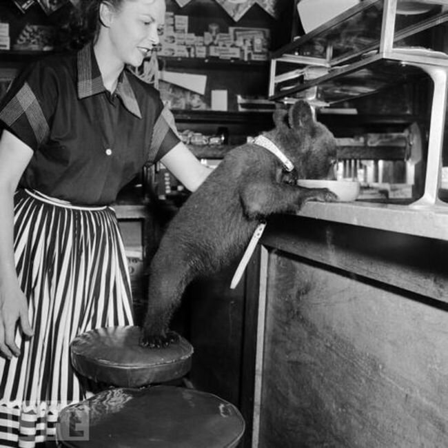 Медвежонок выпивает чашу мёда в кафе (1950) история, ретро, фото, это интересно