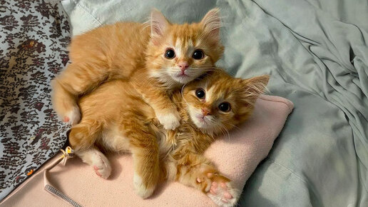 Рыжие хлопоты