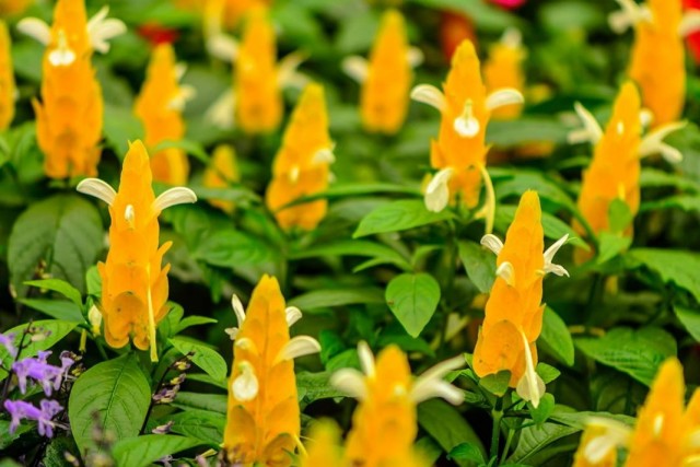 Пахистахис желтый (Pachystachys lutea)