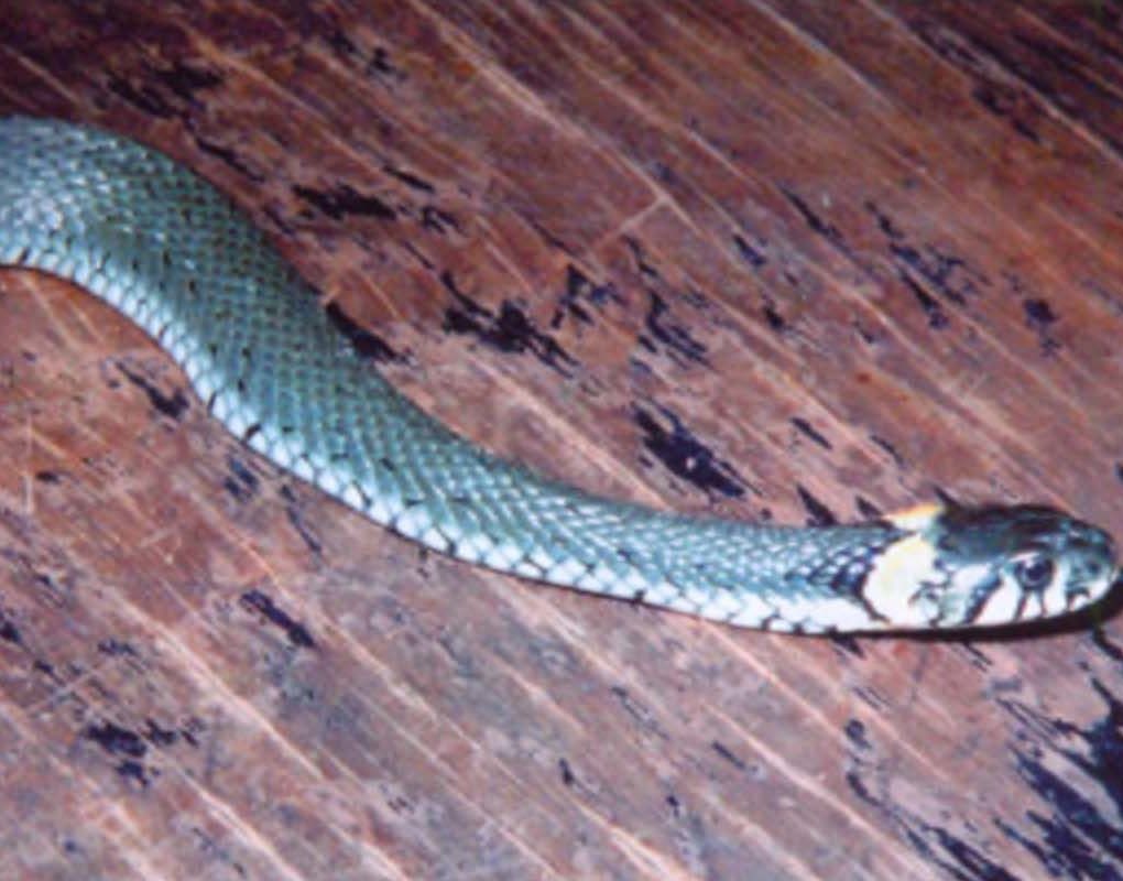 Какие бывают змеи? Их разновидности и классификация.