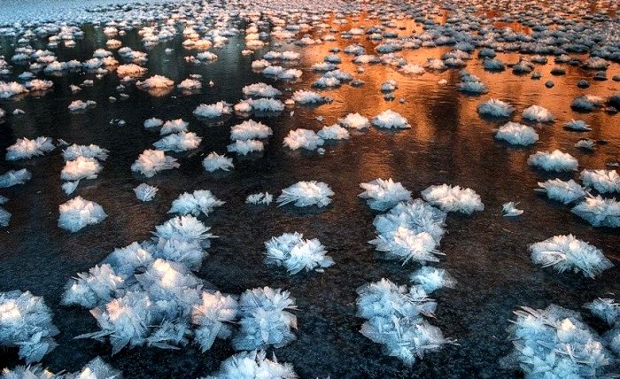 Цветы из льда, которые очень редко вырастают на воде. /Фото: pinterest.de