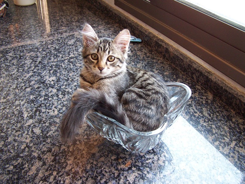 Коты, которых можно налить в любую емкость животные, приколы, удачный кадр, юмор