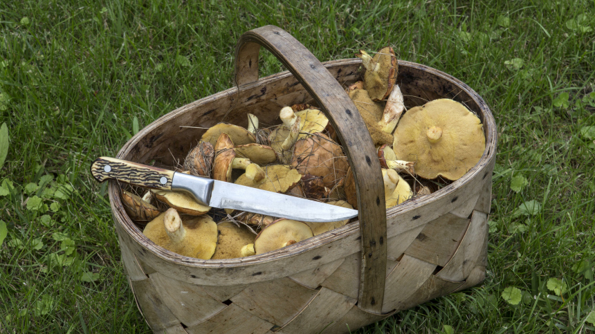 Старичок-боровичок: как отличить белый гриб от ядовитых «двойников»