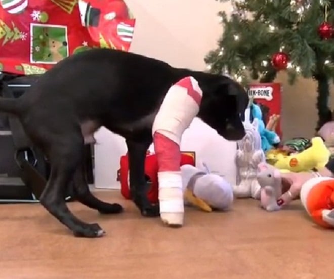 Щенок и игрушки