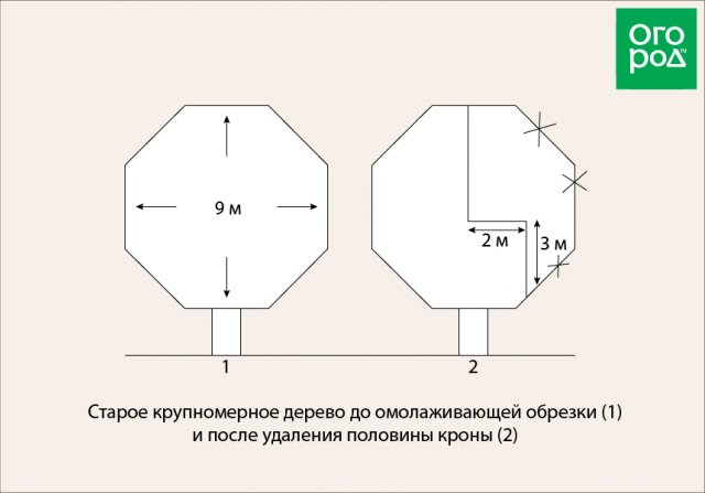 Как омолодить старую яблоню – полезные советы для начинающих садоводство,яблони