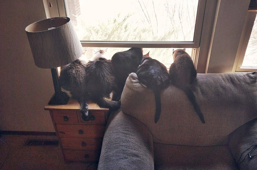 Забавные картинки для хорошего настроения Забавные картинки для хорошего настроения животные,жизнь,звери,земля,котики,коты,курьезы,мир,питомцы,планета,приколы,природа,смешное,собаки,факты,фауна,флора,щенки,юмор