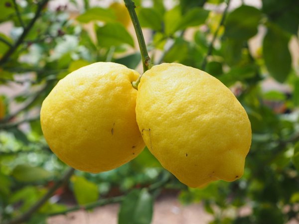 Специалисты назвали недуги, с которыми поможет справиться лимон