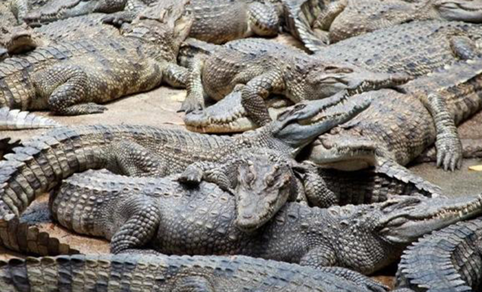 Пляж в Бразилии захватили полчища крокодилов: сотни рептилий сидят неподвижно и смотрят в одну точку видео, крокодилов, местных, жителей, зоологов, регион, данным, имеет, самую, рептилий По, концентрацию, Больше, всего, миллионов, здесь, кайманов, всему, большую, бразильском, кадрах