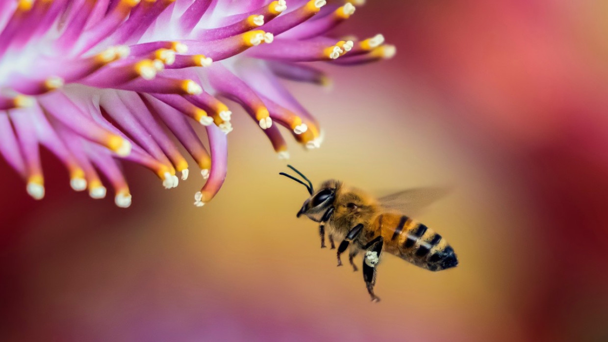 Пчелиная пыльца оказалась способна бороться с раком