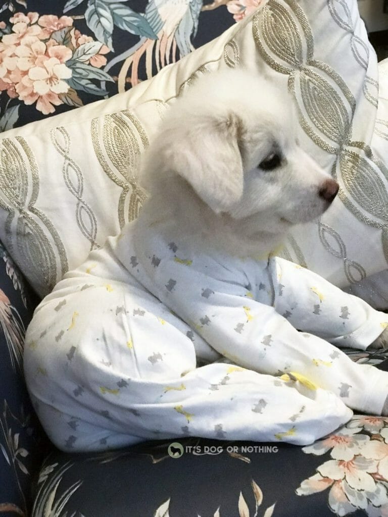 Great Pyrenees puppy in pajamas