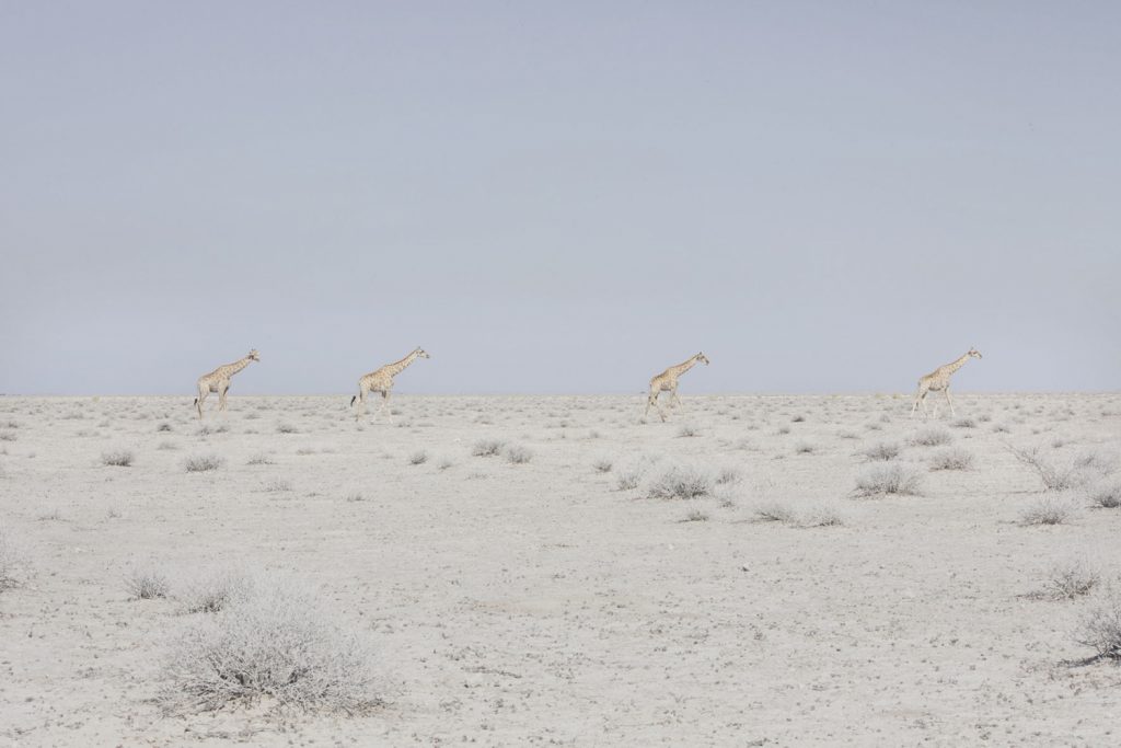 8 фото пустыни Намиб – места, где ничего нет 8 фото пустыни Намиб – места, где ничего нет мир,путешествие,туризм