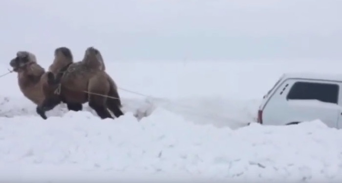 В России верблюд вытащил застрявшую в снегу Lada 4x4
