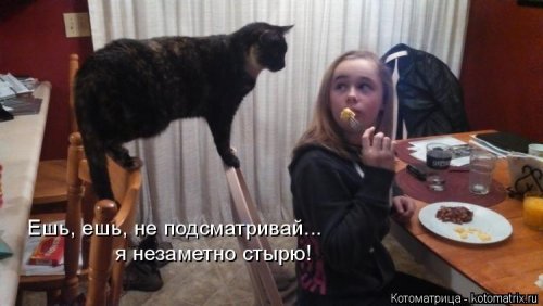 Новая котоматрица 