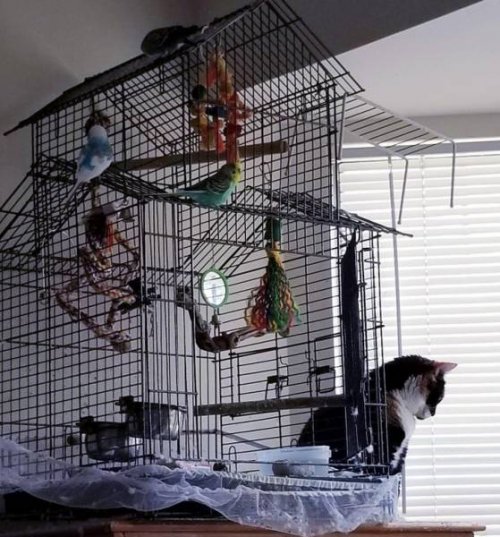 Кошачья логика, которую человеку никогда не понять 