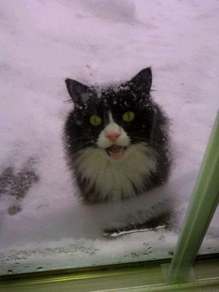 Коты, которые очень хотят попасть в дом 