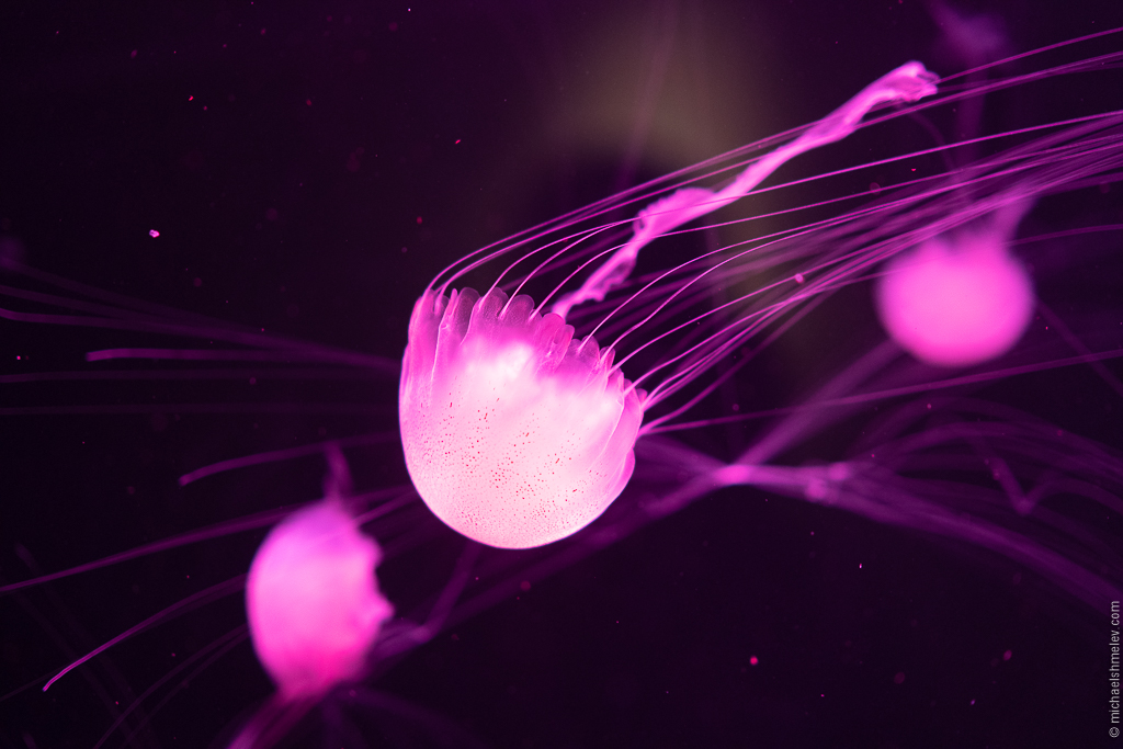 Дубай: успеть за 10 дней авиатур