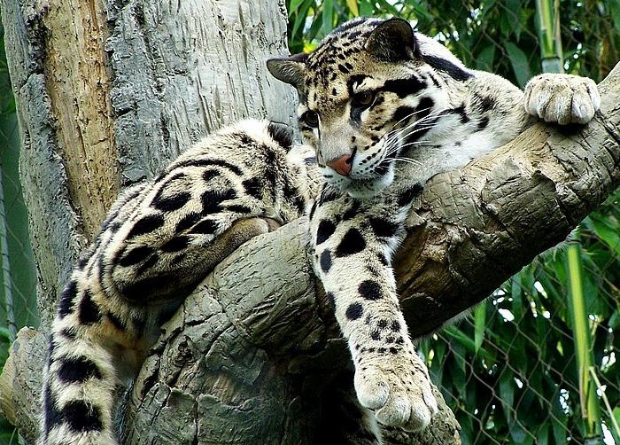 Дымчатый леопард: фото животного, описание, интересные факты