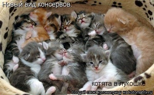 Детская котоматрица (17 шт)
