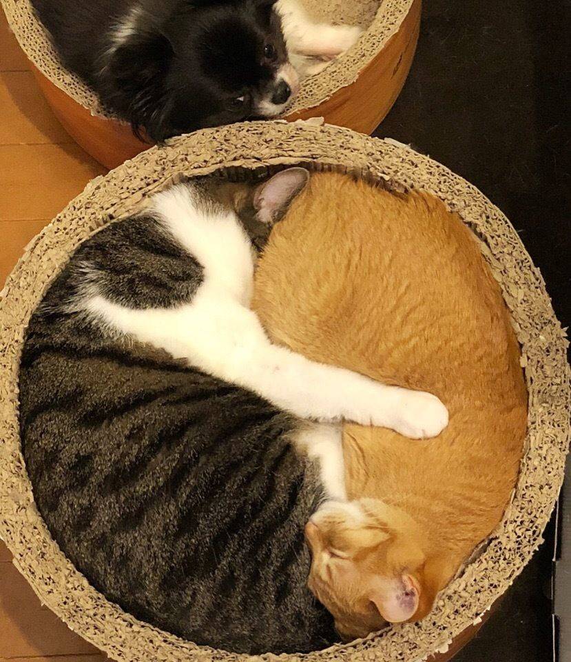 Забавные картинки для хорошего настроения Забавные картинки для хорошего настроения животные,жизнь,звери,земля,котики,коты,курьезы,мир,питомцы,планета,приколы,природа,смешное,собаки,факты,фауна,флора,щенки,юмор