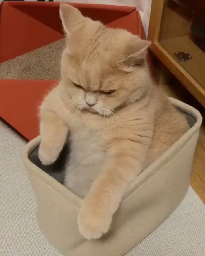 Ох уж эти котики! только, когда, очень, хозяин, больше, смешных, поэтому, хочешь Everybody, мордочку, лицезреть, достоин, кинопремий Больше, престижных, самых, достойная, сокрушается Эмоциональность, серьезная, обида, лучше, нанесена