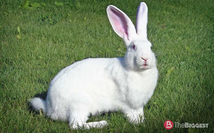 Самые большие породы кроликов: Белый великан