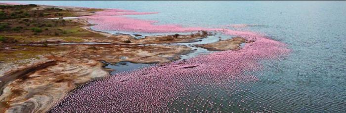 Озеро Богория: место, где можно увидеть около 2 миллионов фламинго