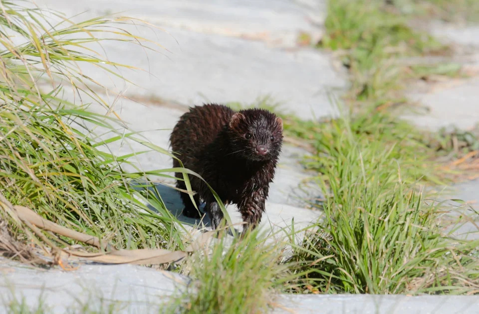 Кабанский заказник: маленький рай в дельте Селенги 